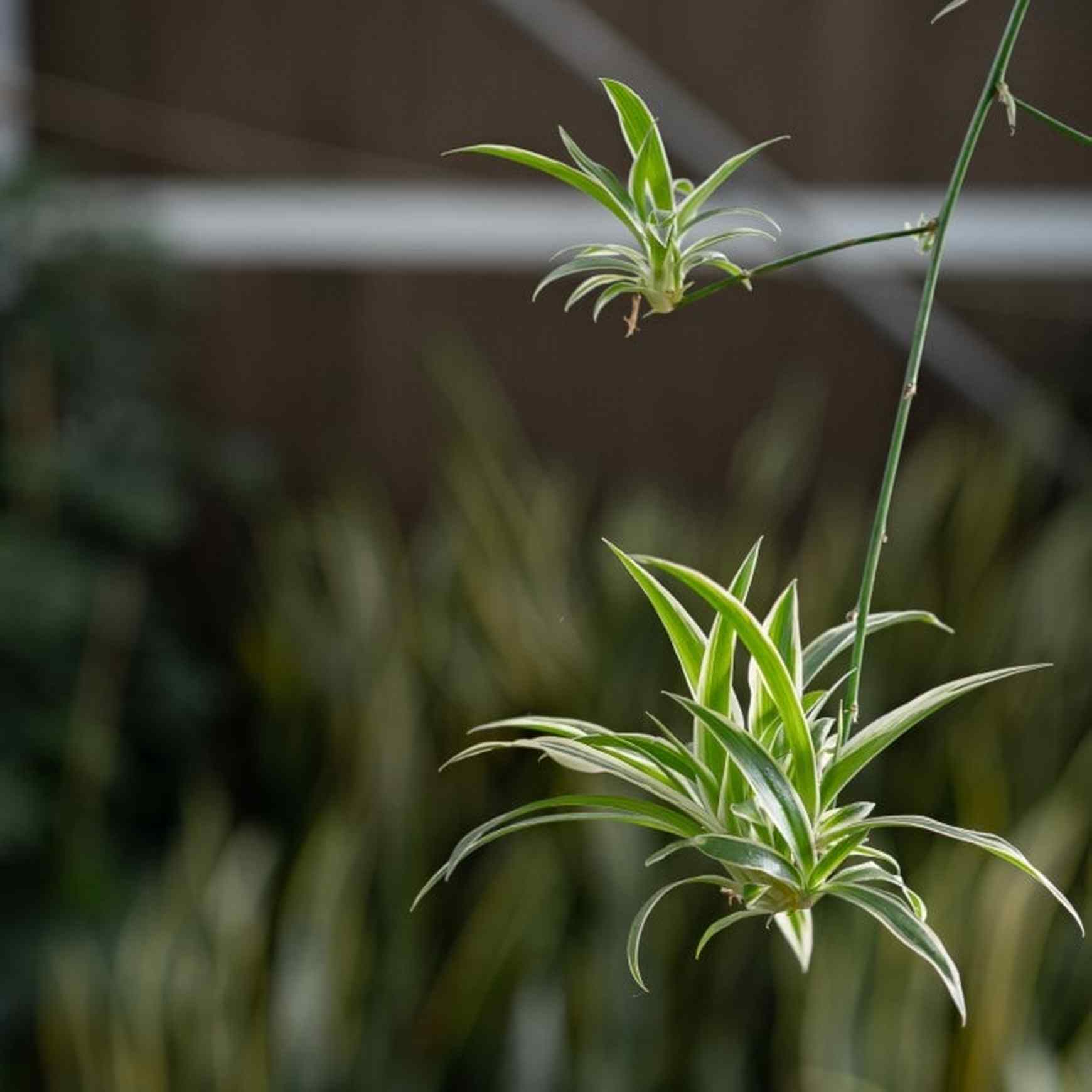 annual spider plant Spider Plant 'Irish'