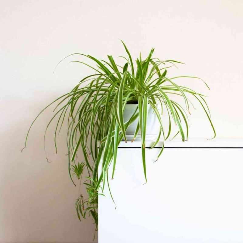 spider plant in italiano Spider Plant 'Irish'