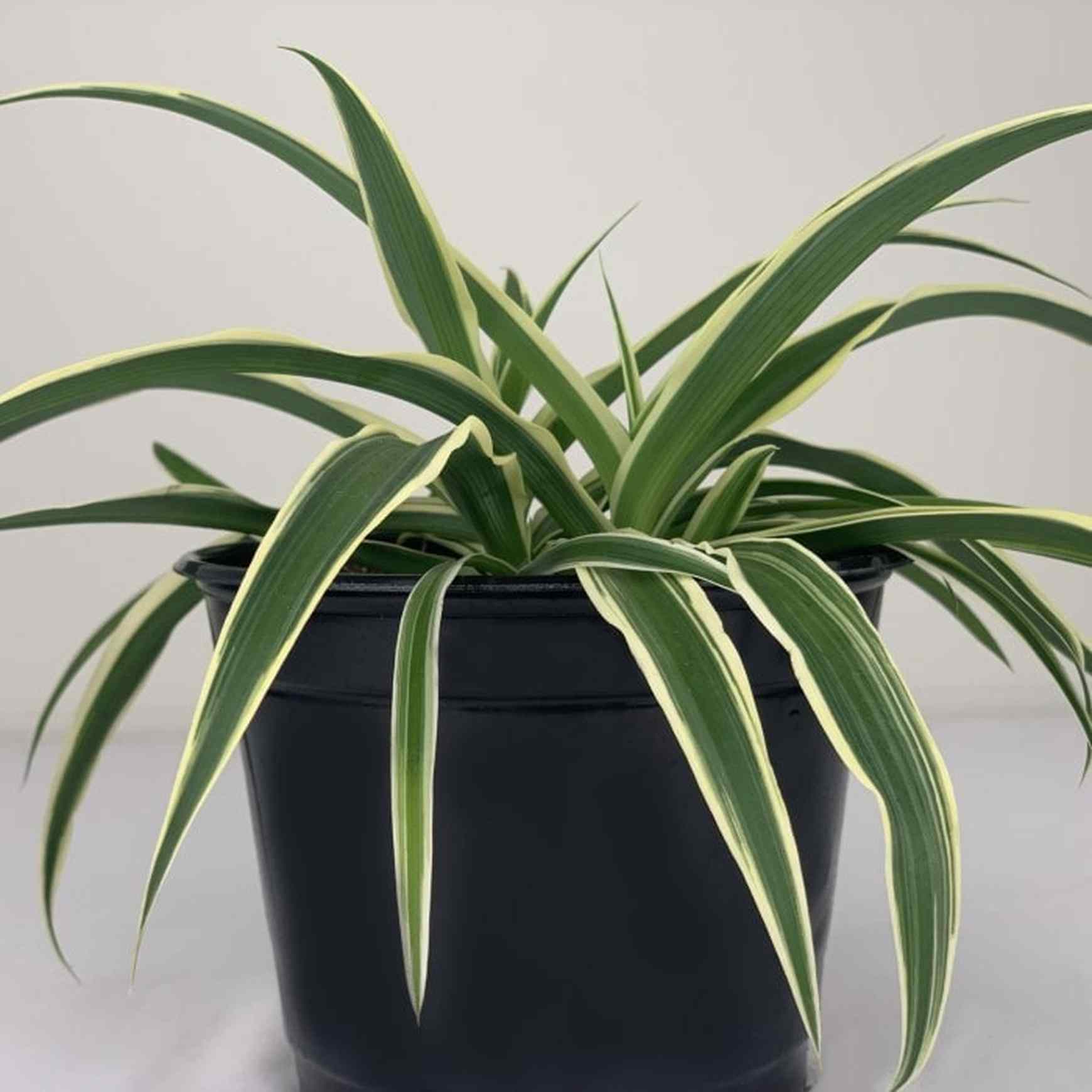 chlorophytum irish Spider Plant 'Irish'