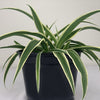 Almanac Planting Co Spider Plant 'Irish' (Chlorophytum comosum ﻿'Irish')