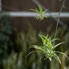 Almanac Planting Co Spider Plant 'Irish' (Chlorophytum comosum ﻿'Irish') spiderettes 