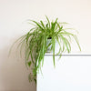 Almanac Planting Co Spider Plant 'Irish' (Chlorophytum comosum ﻿'Irish') On a Shelf