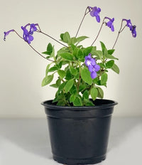 Almanac Planting Co Streptocarpella (Cape Primrose) with lavender blooms in a 6" black grow pot