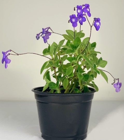 Almanac Planting Co Streptocarpella (Cape Primrose) with lavender blooms in a 6" black grow pot