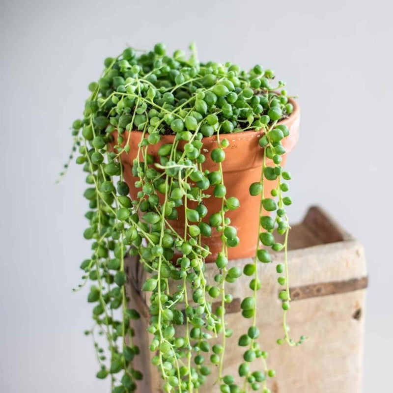 string of pearls plant indoor or outdoor String of Pearls Plant | Senecio rowleyanus