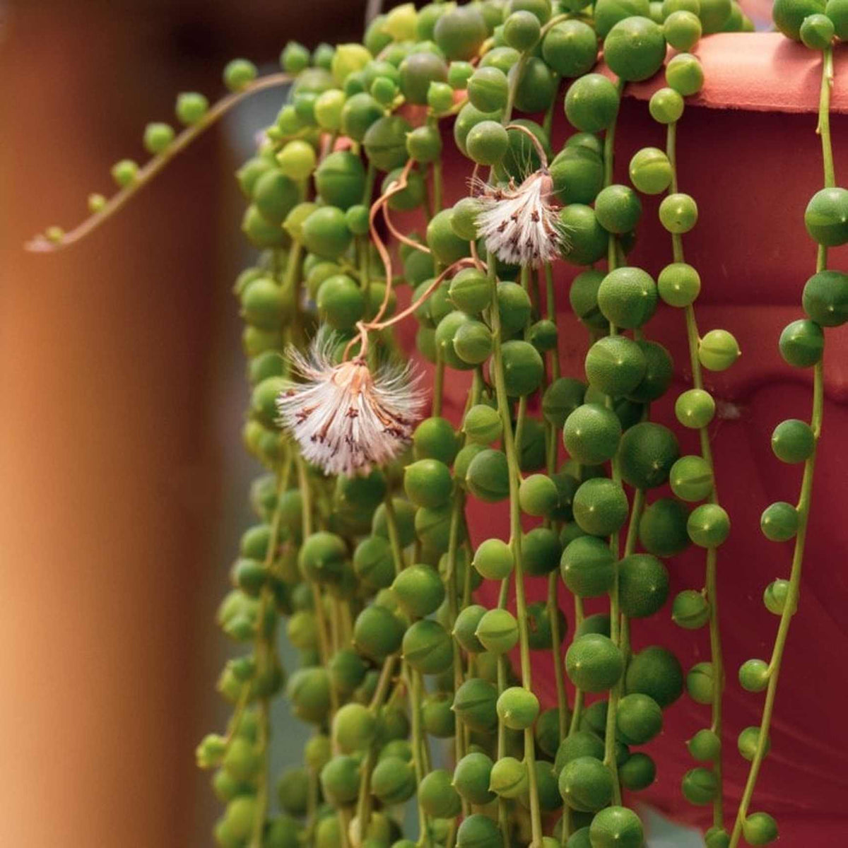 Almanac Planting Co String of Pearls Plant (Senecio rowleyanus ﻿(AKA Curio rowleyanus﻿)). Two white blooms surrounded by pea-like foliage with a clay pot in the background. 