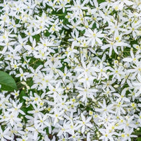 Almanac Planting Sweet Autumn Clematis (Clematis paniculata). Close up of its white flowers.
