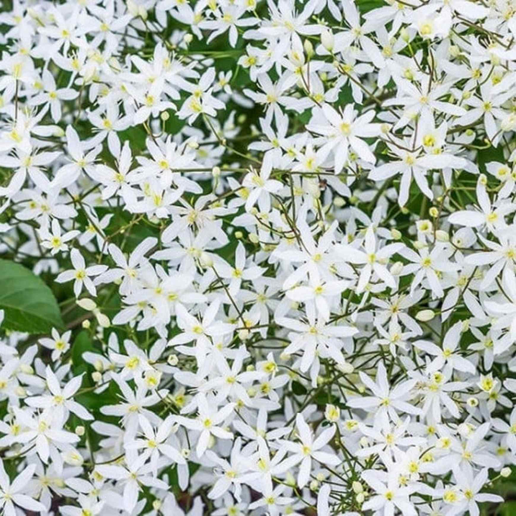 Almanac Planting Sweet Autumn Clematis (Clematis paniculata). Close up of its white flowers.