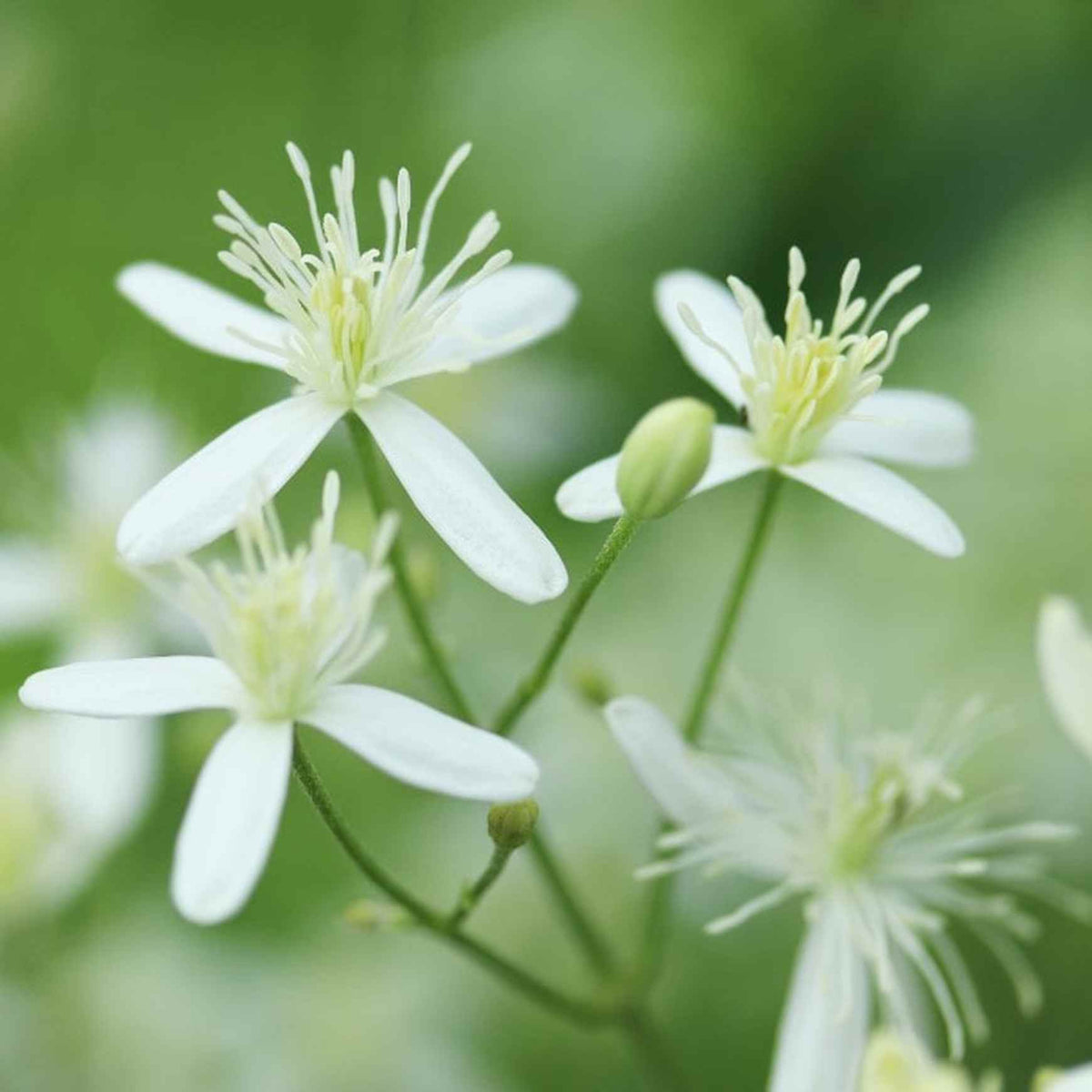 Almanac Planting Sweet Autumn Clematis (Clematis paniculata). Close up side image of its white flowers.