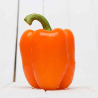 Almanac Planting Orange Bell Pepper (Capsicum annuum) on a white bench with a white board background