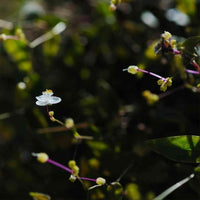 Almanac Planting Tahitian Bridal Veil (Gibasis pellucida) flower