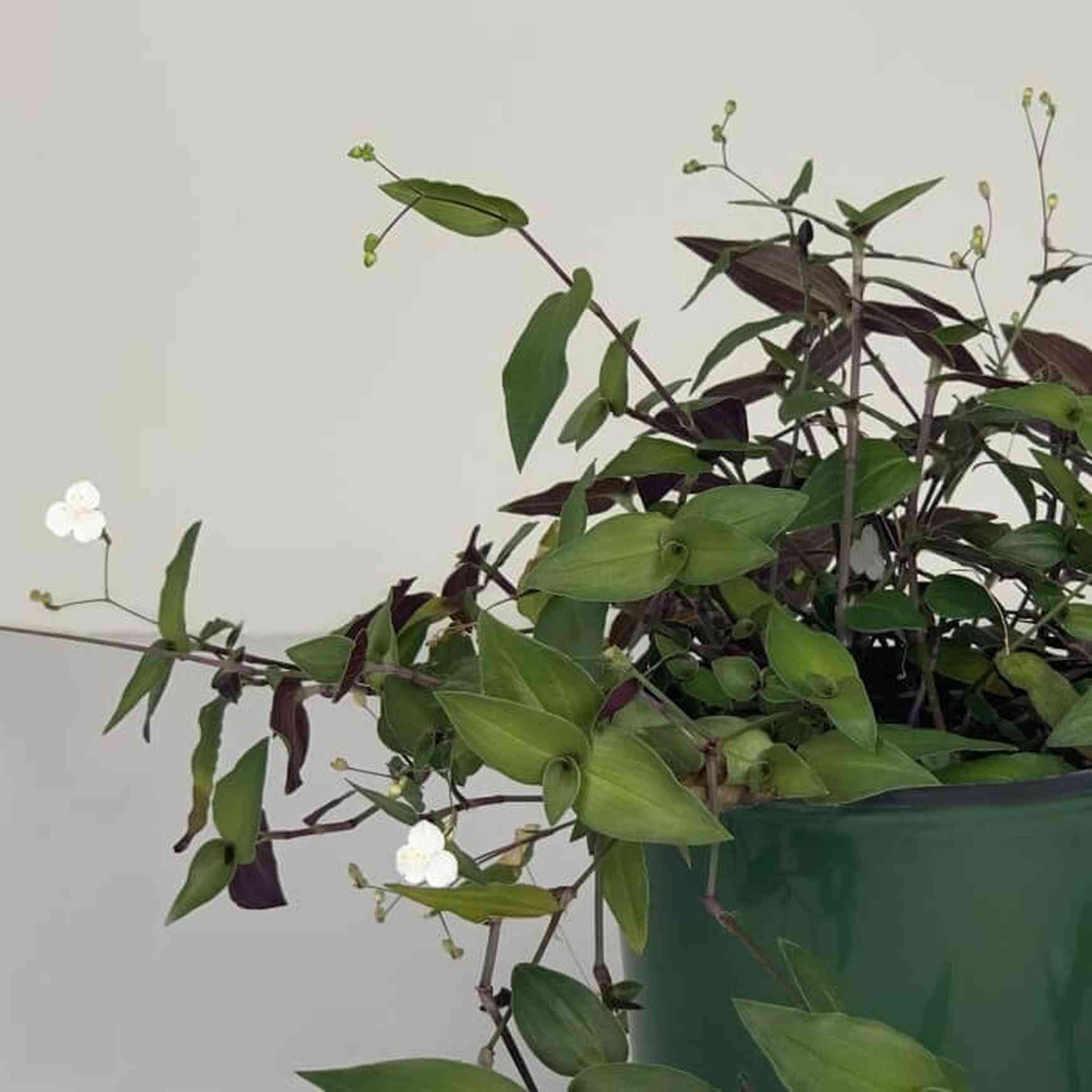 Almanac Planting Tahitian Bridal Veil (Gibasis pellucida)