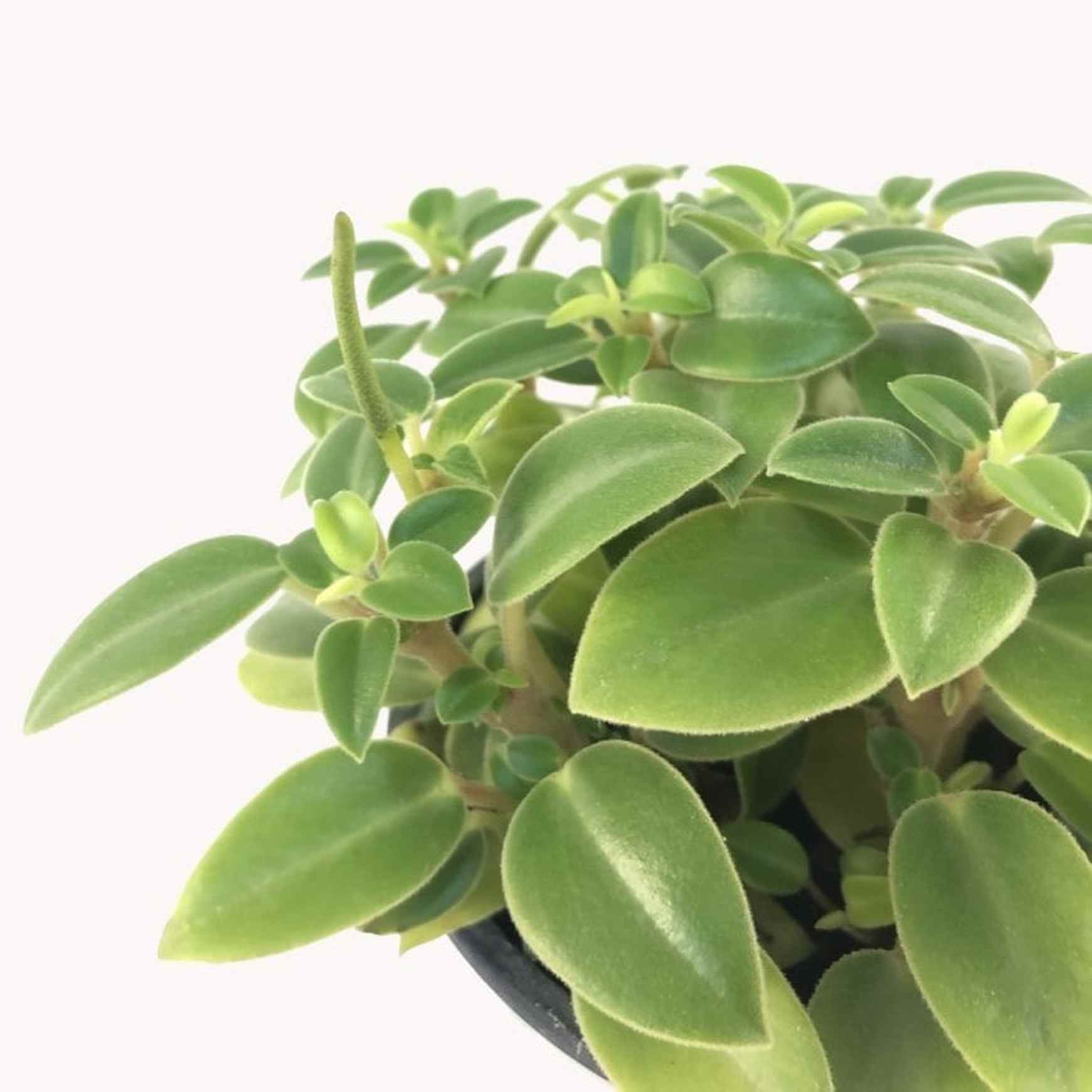 Almanac Planting Teardrop Peperomia (Peperomia orba) Close Up Image of Foliage 