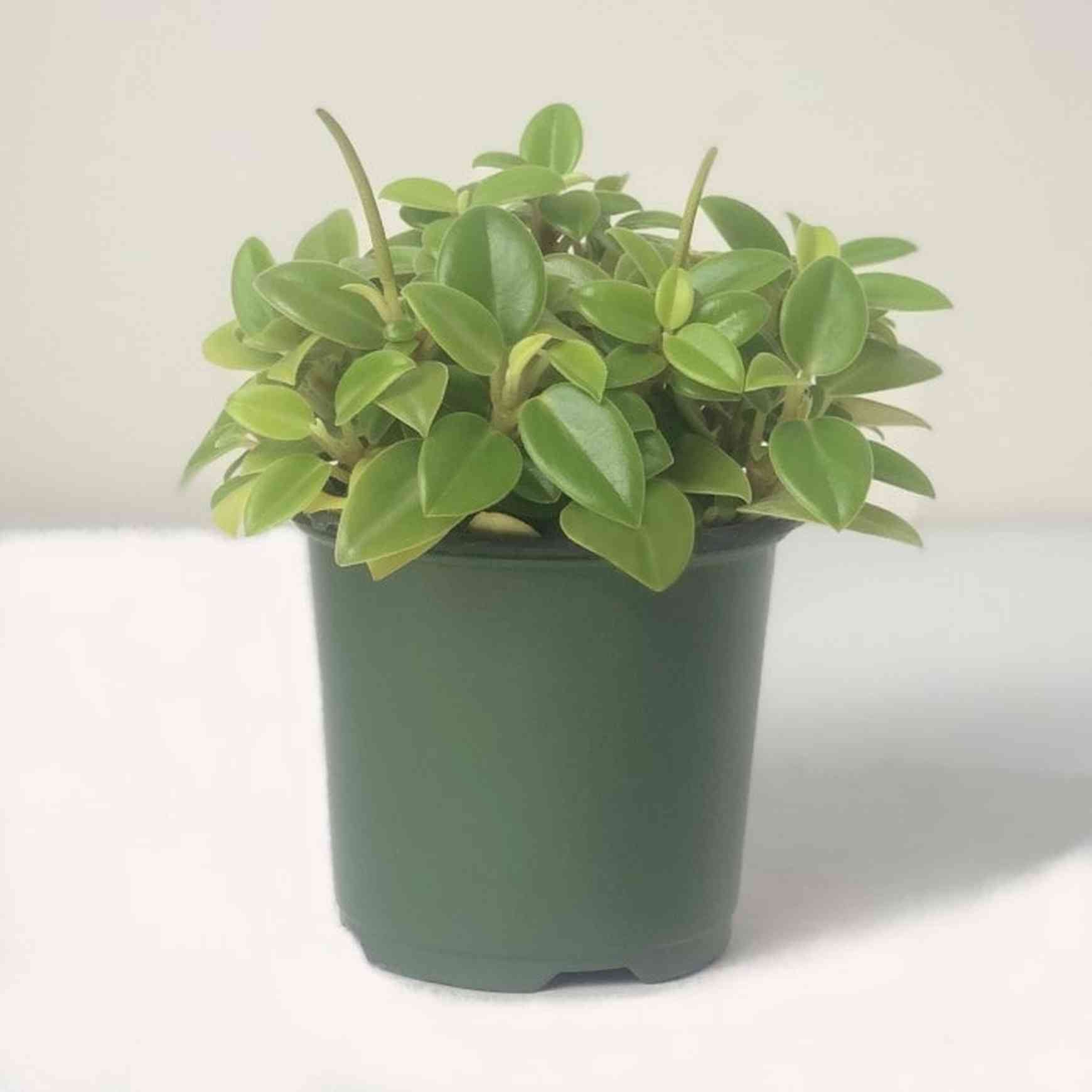Almanac Planting Teardrop Peperomia Peperomia orba Four Inch Grow Pot