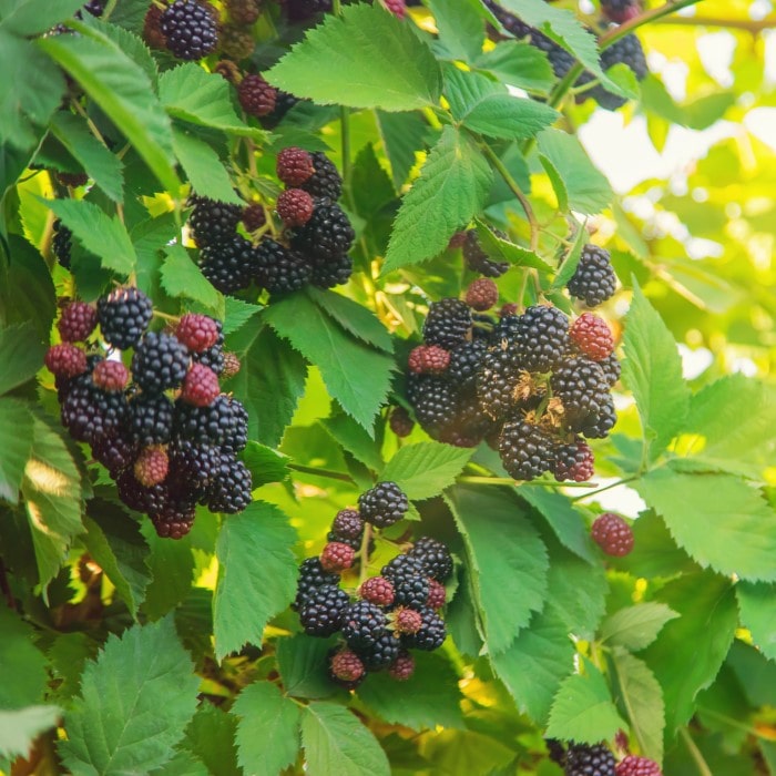 Almanac Planting Co Thornless Blackberry Plant berries on vine (Rubus 'Ouachita') clusters of berries