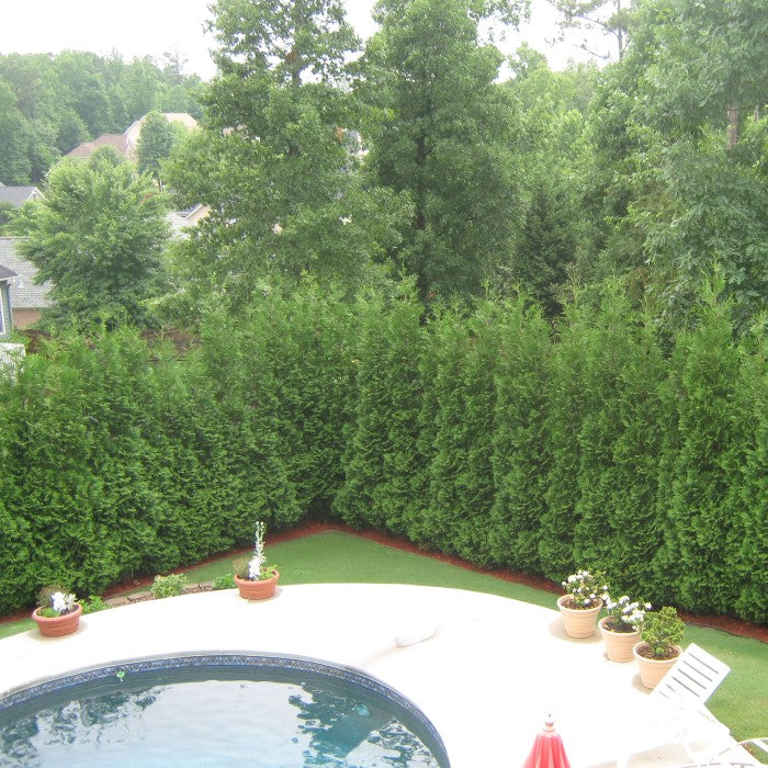 Full Speed A Hedge® ‘American Pillar’ Arborvitae