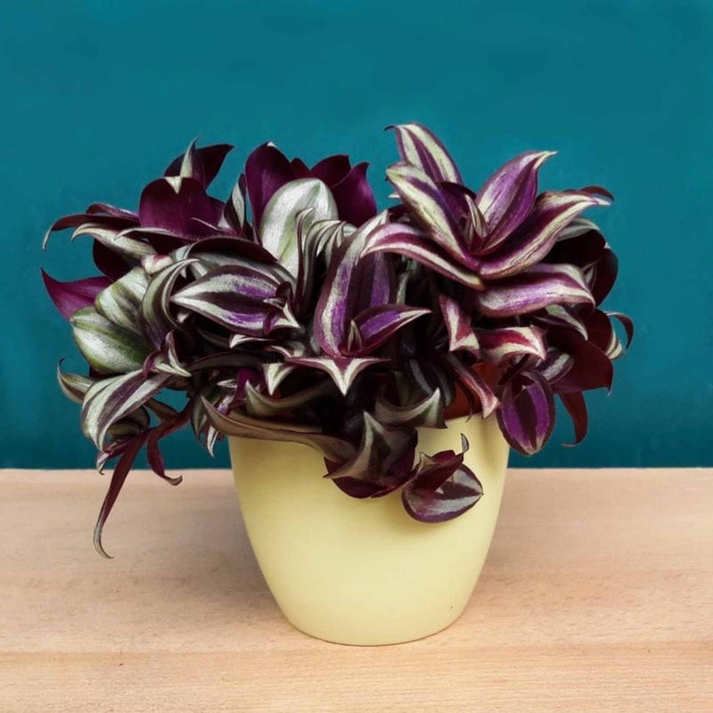 is inch plant indoor or outdoor Tradescantia zebrina