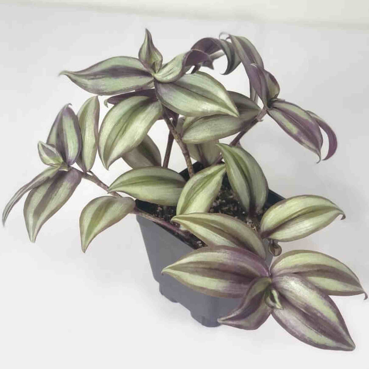 Almanac Planting Wandering Dude Tradescantia zebrina ﻿'Violet' Top Foliage View