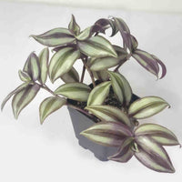 Almanac Planting Wandering Dude Tradescantia zebrina ﻿'Violet' Top Foliage View