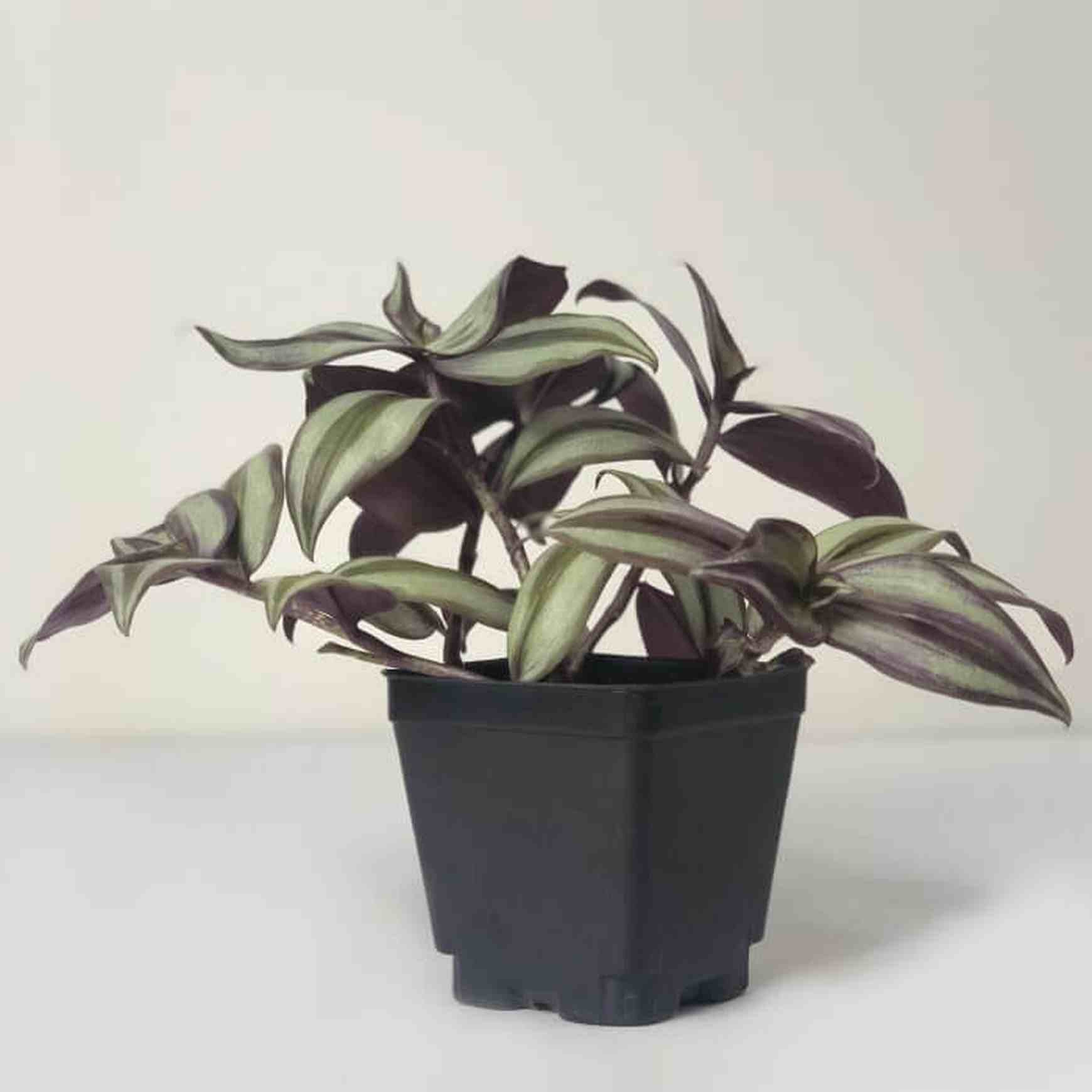 Almanac Planting Wandering Dude Tradescantia zebrina ﻿'Violet' Side View
