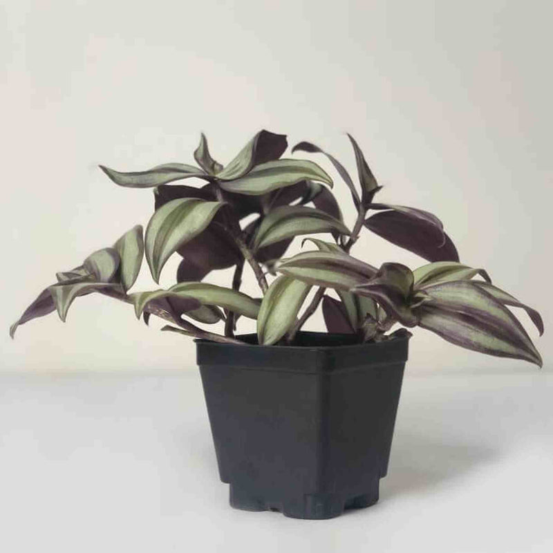 Tradescantia zebrina