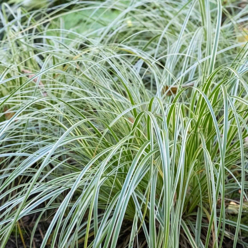 Variegated Sedge 'Feather Falls™'
