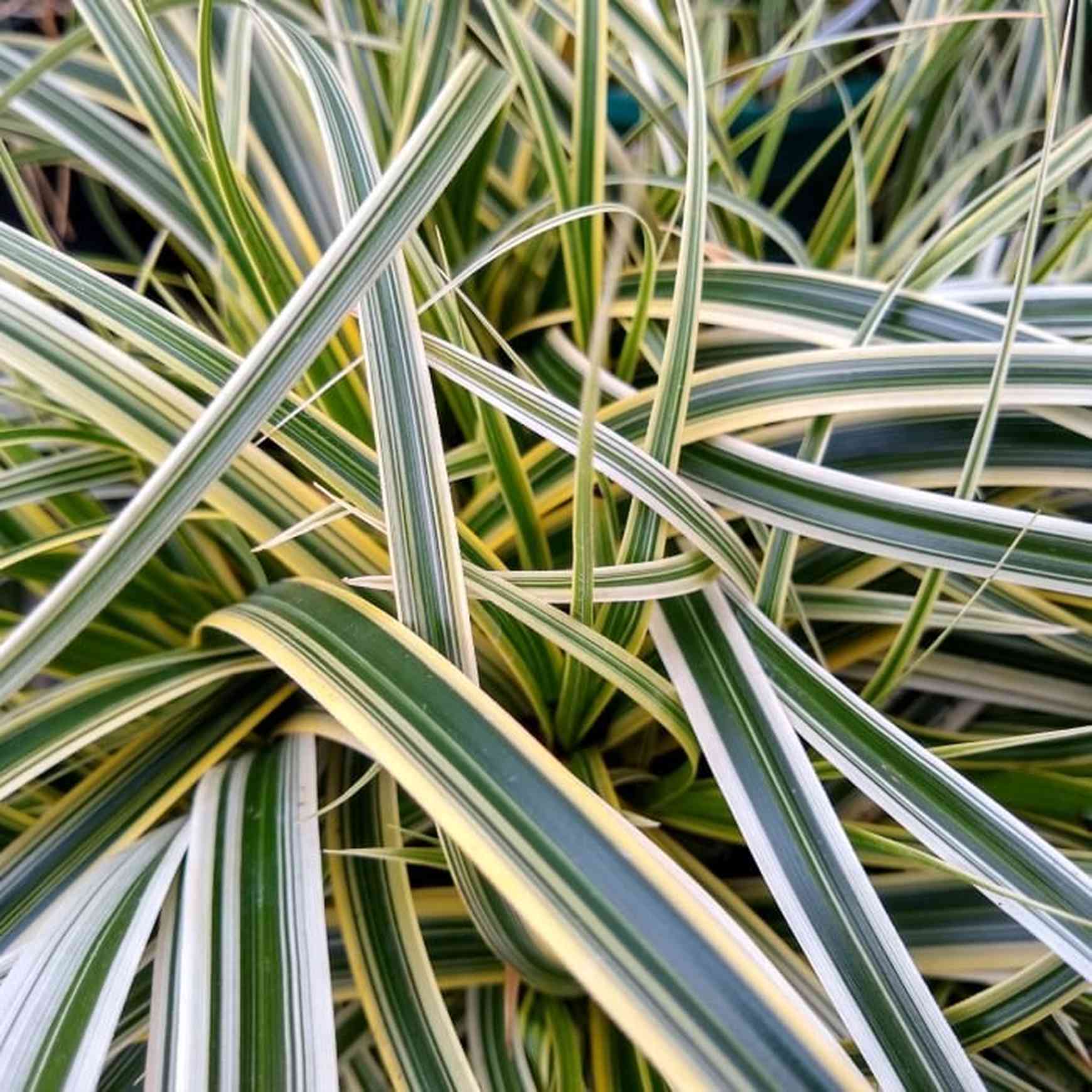 Almanac Planting Co Variegated Sedge Feather Falls - Thumbnail 2