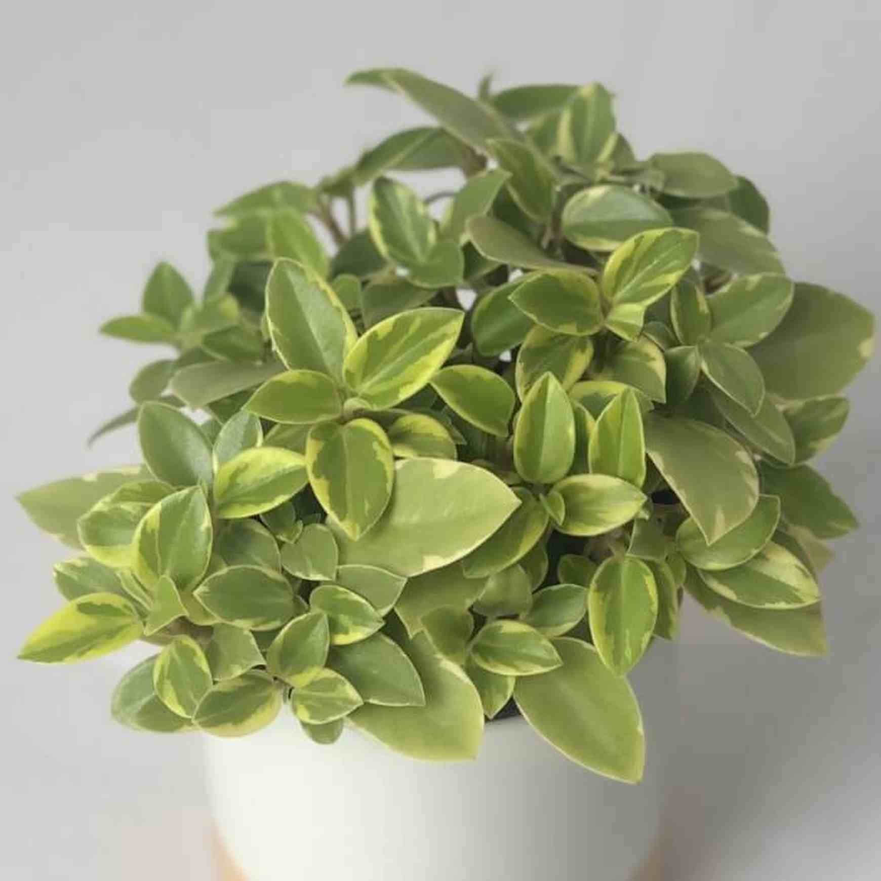 Almanac Planting Variegated Teardrop Peperomia (Peperomia orba 'Variegata') 4" Houseplant Top Angle View