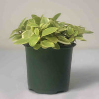 Almanac Planting Variegated Teardrop Peperomia (Peperomia orba 'Variegata') Four Inch Grow Pot