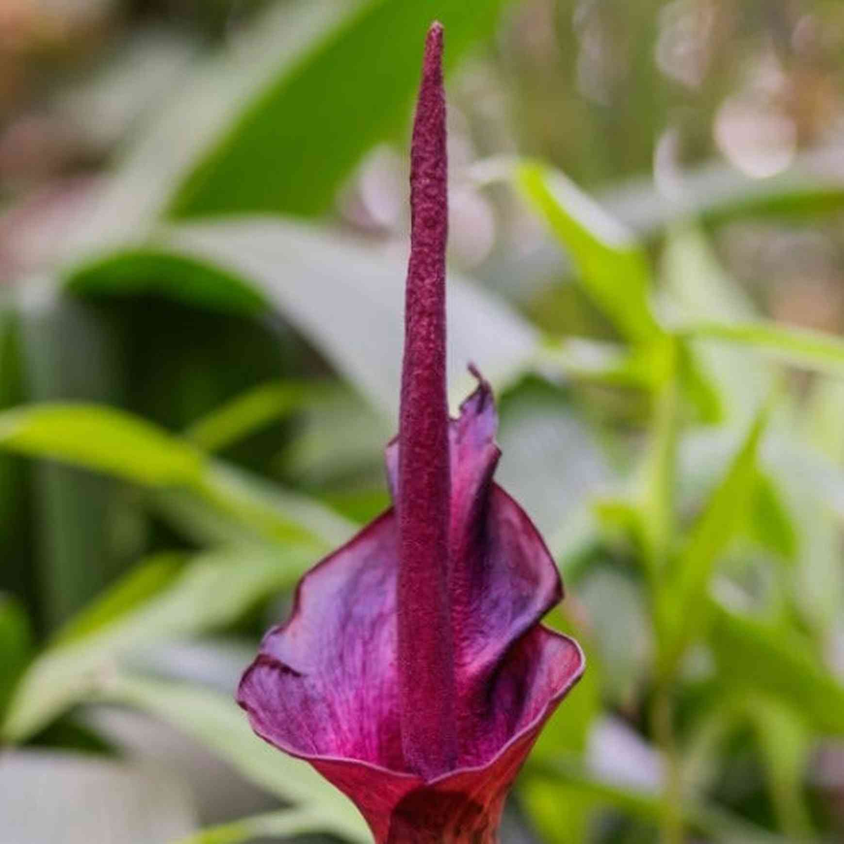 Almanac Planting Voodoo Lily (Amorphophallus konjac) flowering in a garden