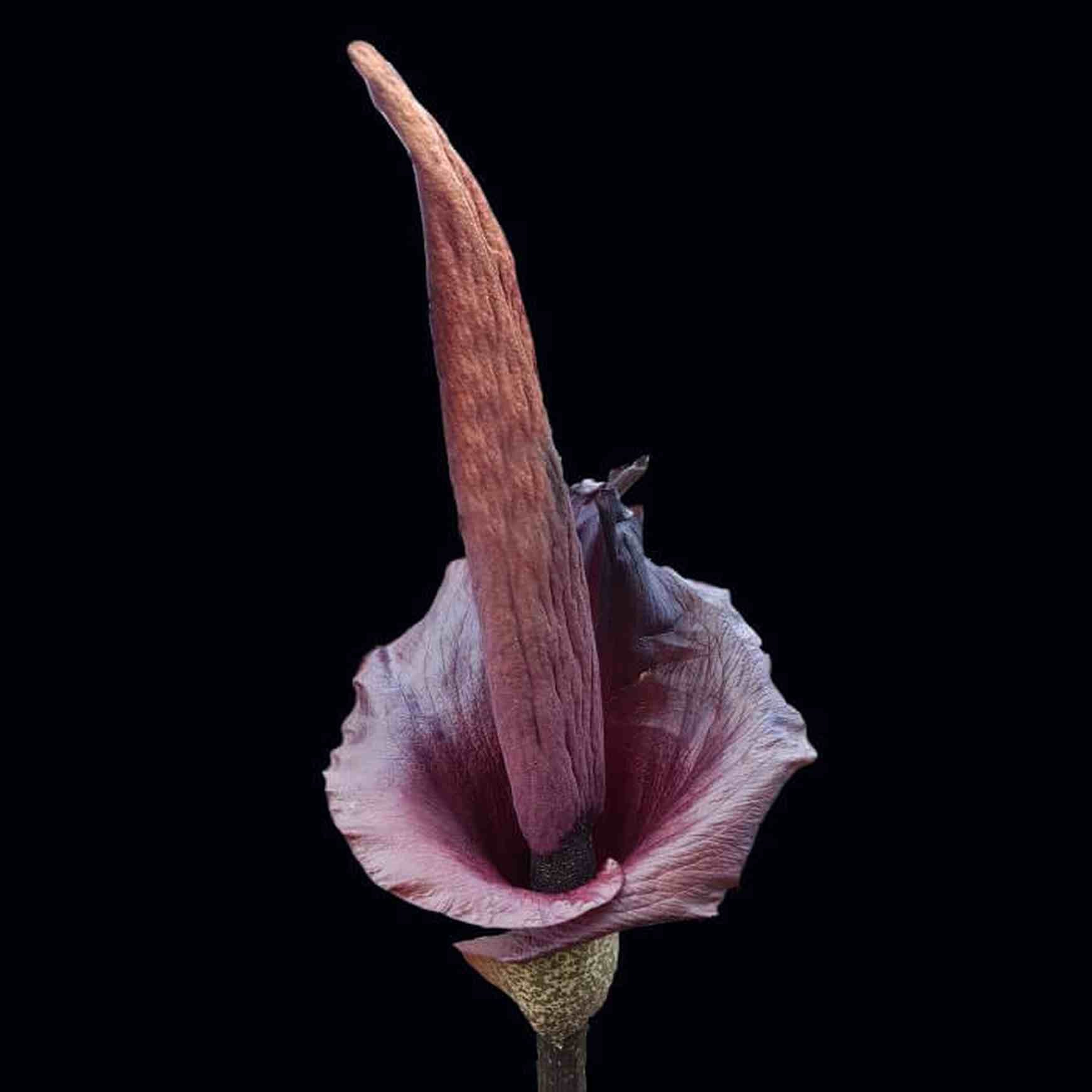 voodoo lily flower Voodoo Lily