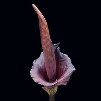 Almanac Planting Voodoo Lily (Amorphophallus konjac) Flower
