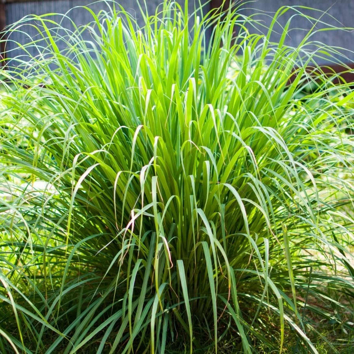 Almanac Planting West Indian Lemon Grass Growing Outside