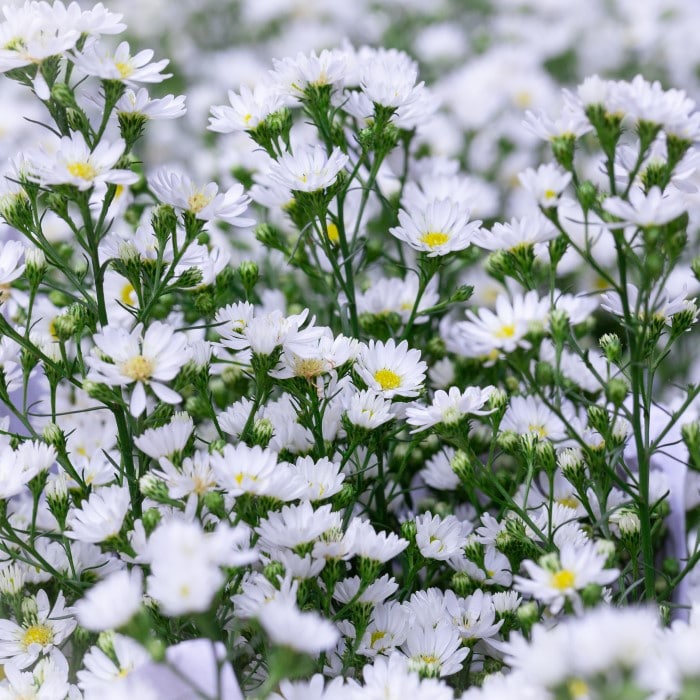 Almanac Planting Co White Heath Aster in bloom (Aster ericoides 'Snow Flurry')