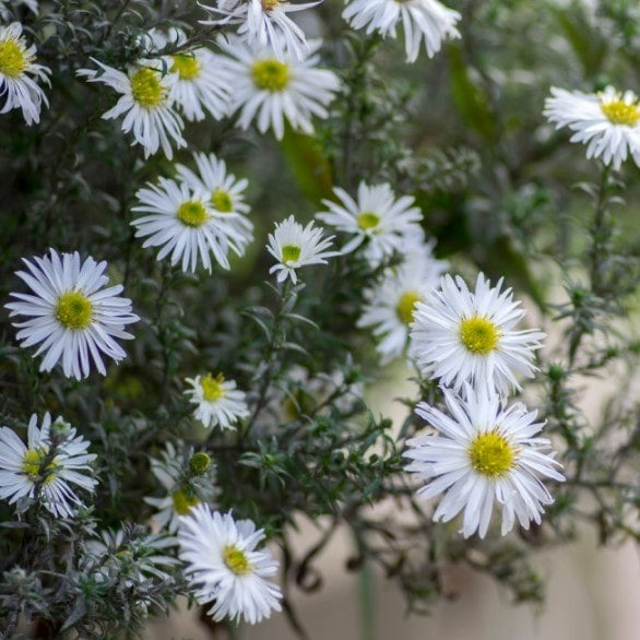 Almanac Planting Co White Heath Aster in bloom (Aster ericoides 'Snow Flurry') side image of flowers
