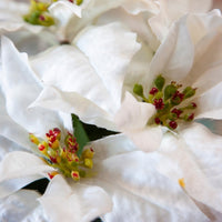 Biancaneve White Poinsettia