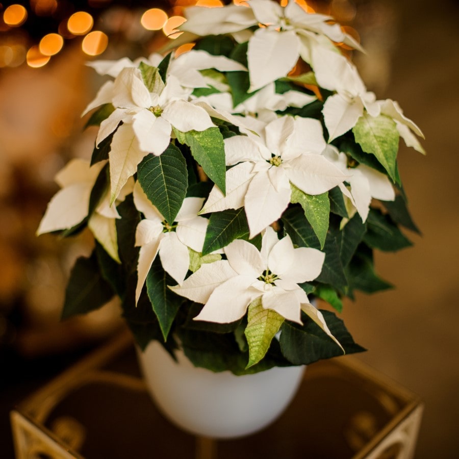 Almanac Planting Co Biancaneve White Poinsettia in a white pot against a gold, sparkled background.