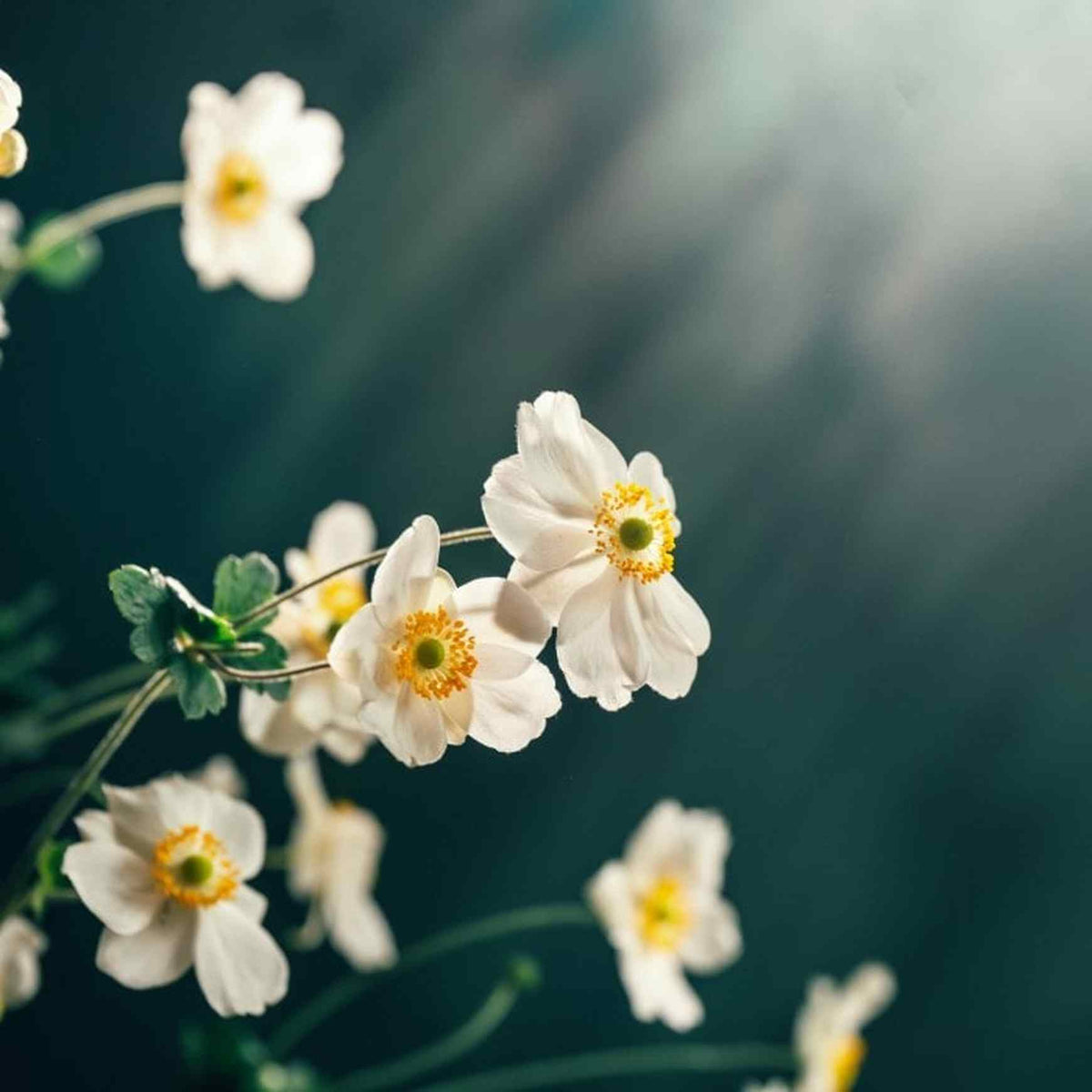 Almanac Planting Co Windflower 'Honorine Jobert' (Anemone × hybrida 'Honorine Jobert') a close up side image of white blooms with yellow centers in front of a blurry white and gray background