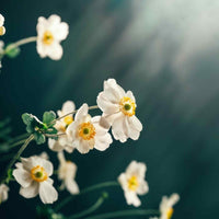 Almanac Planting Co Windflower 'Honorine Jobert' (Anemone × hybrida 'Honorine Jobert') a close up side image of white blooms with yellow centers in front of a blurry white and gray background