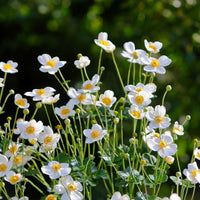 Almanac Planting Co Windflower 'Honorine Jobert' (Anemone × hybrida 'Honorine Jobert') growing in a mass in front of a wooded background