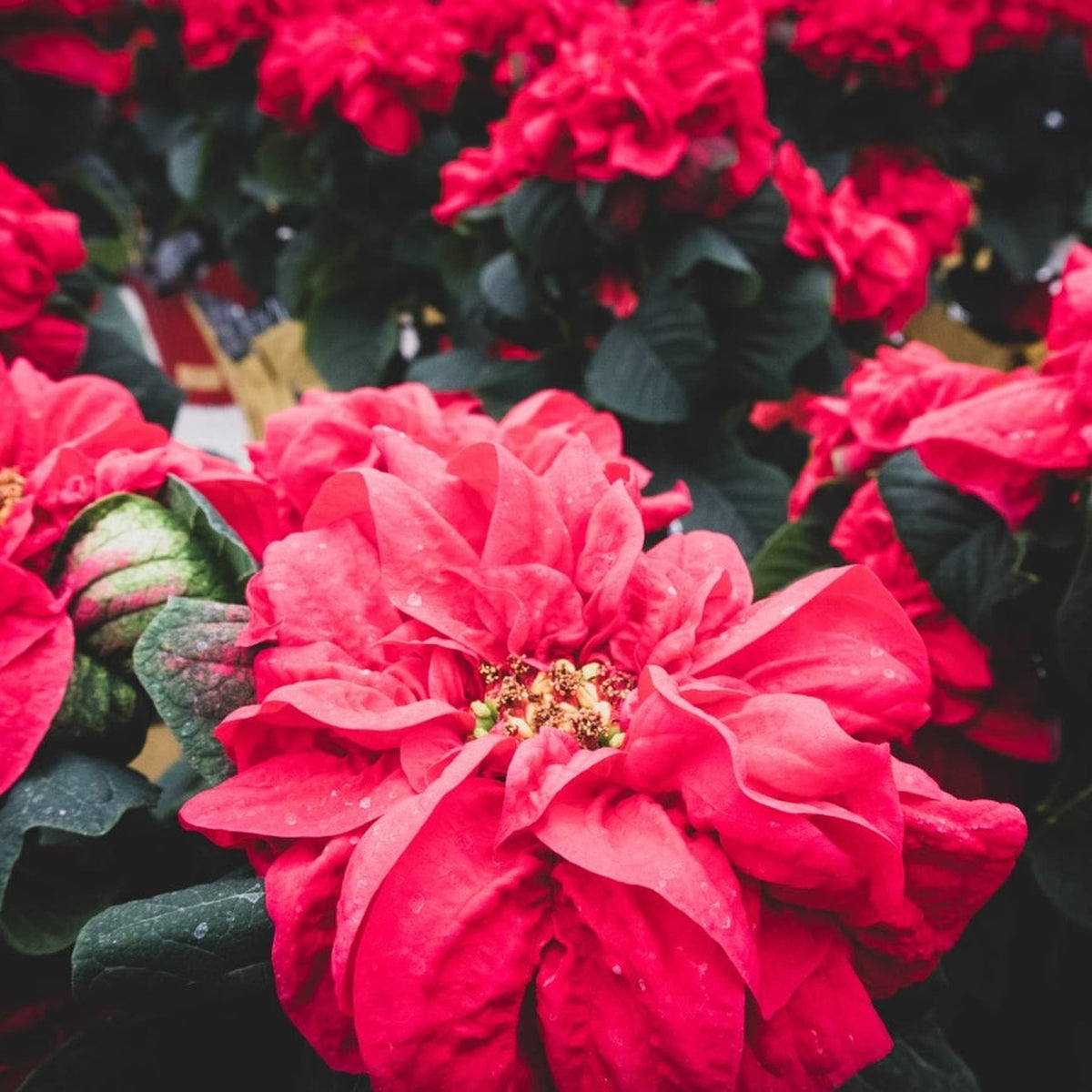 Almanac Planting Co Winter Rose Poinsettia. A close up image of the rose-like, deep-red  "flower" atop the plant.