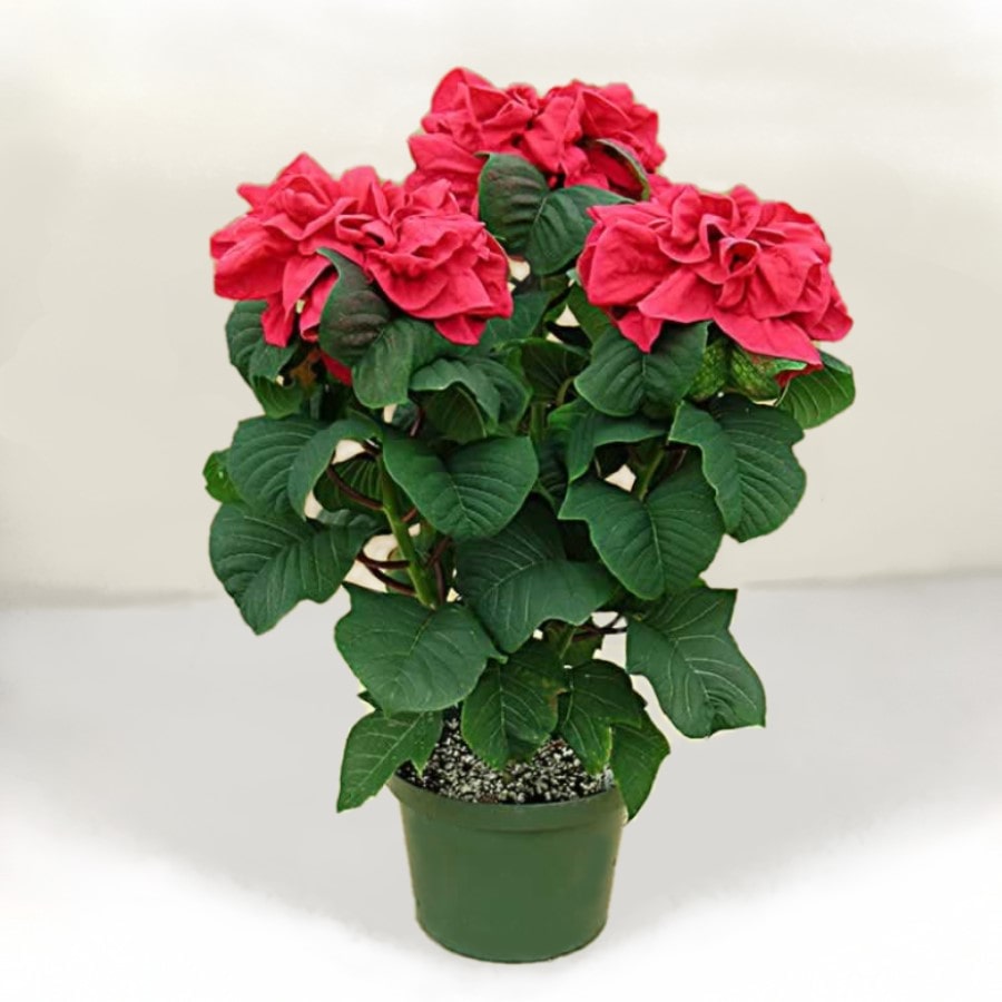Almanac Planting Co Winter Rose Poinsettia. A side image of the entire potted plant (in a 6.5" grow pot) against a light tan and white background.