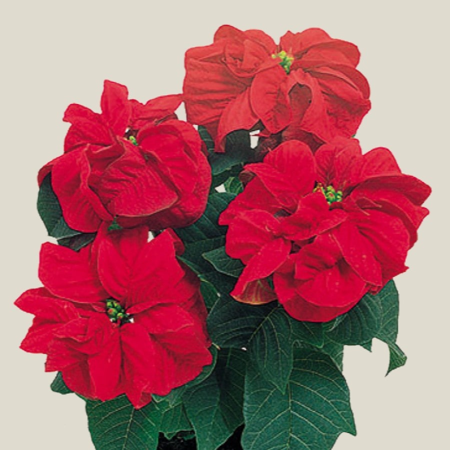 Almanac Planting Co Winter Rose Poinsettia. A diagonal, top/side view looking down at the rose-like, deep-red "flower" atop the plant. There is dark green foliage underneath the blooms. The background is light tan.