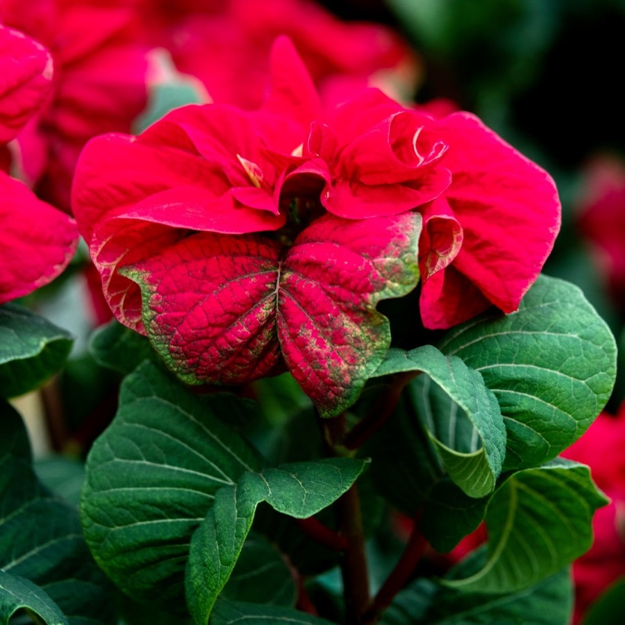 Almanac Planting Co Winter Rose Poinsettia. A close-up, side image of the rose-like, deep-red "flower" atop the plant.