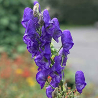 wolfsbane flower seeds Wolfsbane Plant | Monkshood
