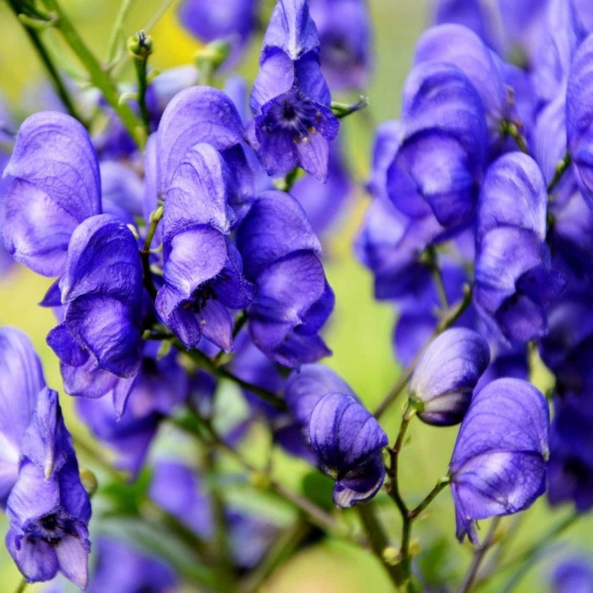Almanac Planting Wolfsbane (Monkshood) (Aconitum napellus) cluster of bluish-purple flowers 
