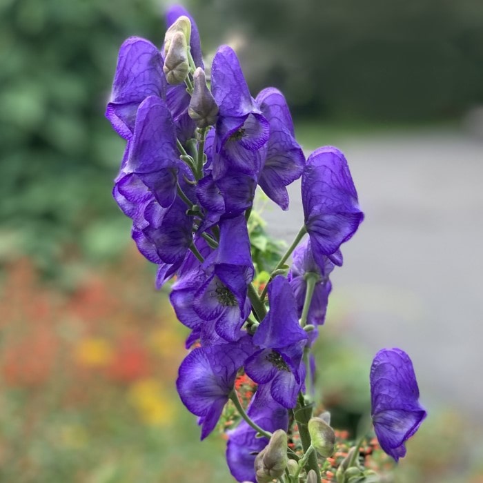 Almanac Planting Wolfsbane (Monkshood) (Aconitum napellus). A cluster of bluish-purple flowers on the top of a stalk in the middle of a flower garden.                         
