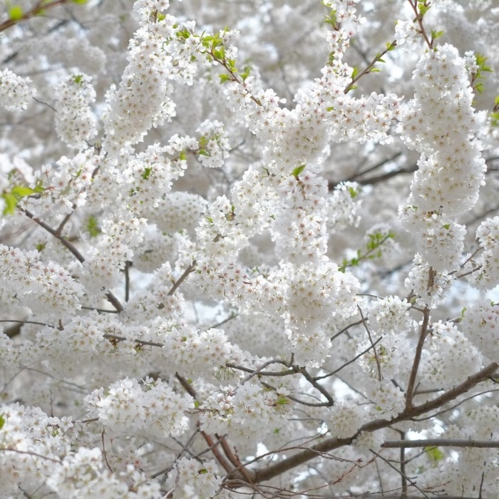 Almanac Planting Co Yoshino Flowering Cherry Tree (Prunus × yedoensis 'Somei-yoshino'), often called the Potomac Cherry Tree. An image of a dense area of tree as viewed from the bottom. The tree is in a heavy state of flowering and is covered in whitish pink blooms with occasional green leaves also present.
