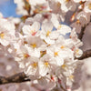 Almanac Planting Co Yoshino Flowering Cherry Tree (Prunus × yedoensis 'Somei-yoshino'), often called the Tokyo Cherry Tree. A close up image of a cluster of whitish pink blooms. 