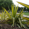 Almanac Planting Co Yucca 'Color Guard' (Yucca filamentosa 'Color Guard') Growing tall surrounded by other yuccas in a bed of mulch 